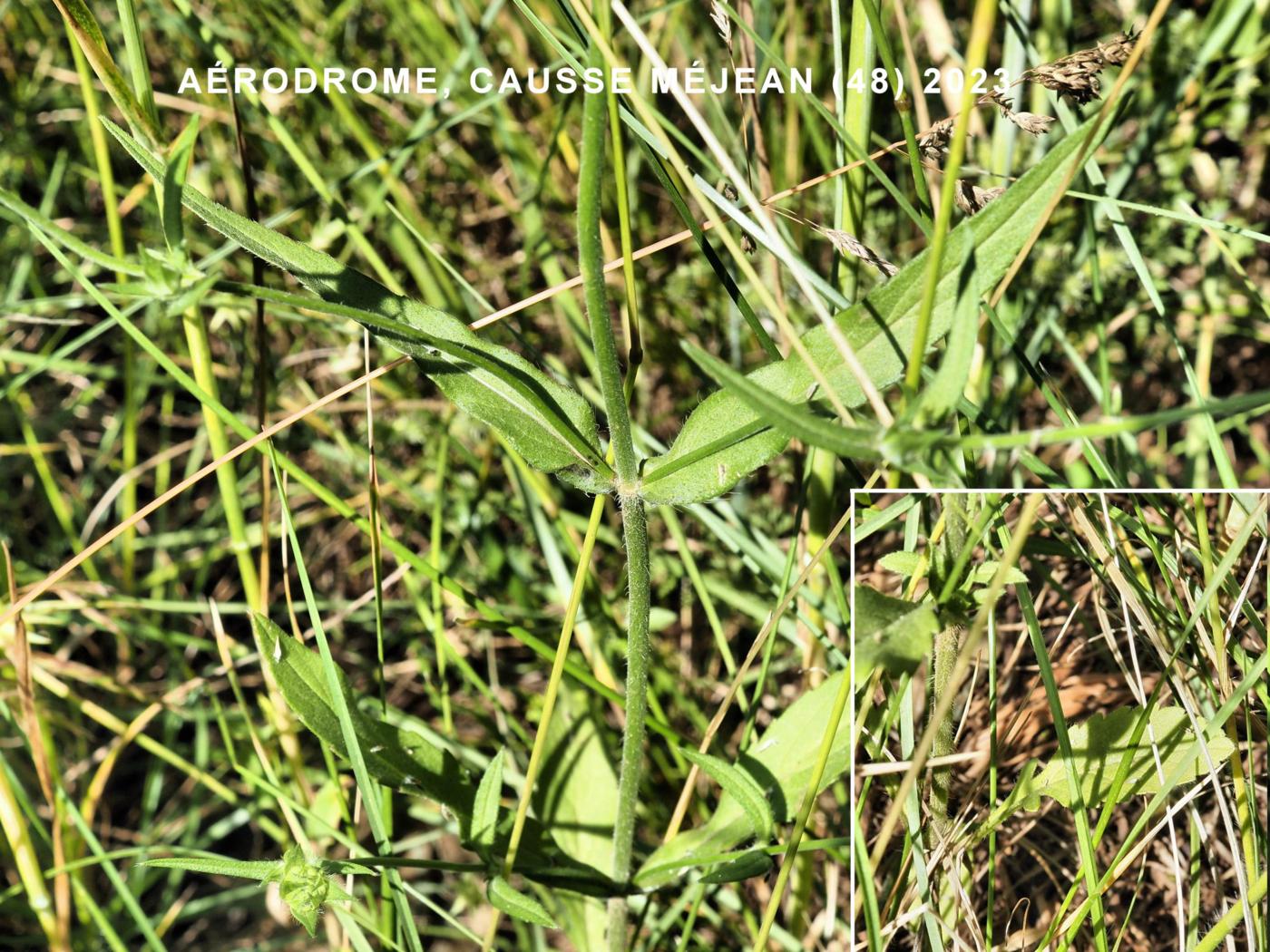 Scabious, Whole-leaved leaf